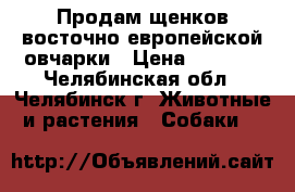 Продам щенков восточно-европейской овчарки › Цена ­ 5 000 - Челябинская обл., Челябинск г. Животные и растения » Собаки   